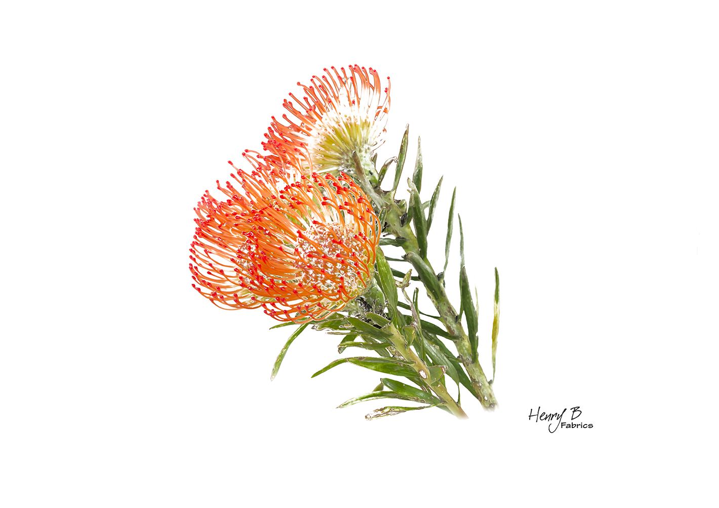 protea-placemat-7